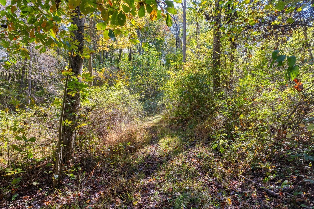Clendening Lake Road Freeport, OH 43973 - Photo 17 of 41 View of wooded area