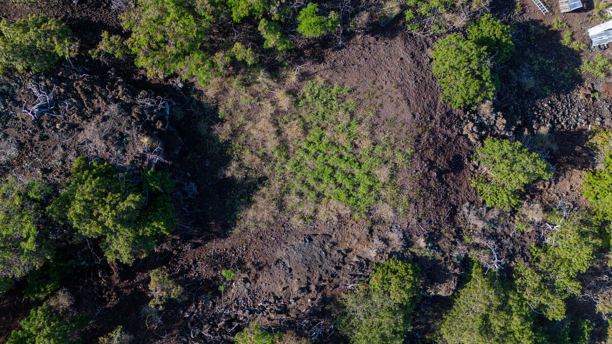 8 Pikake Lane Captain Cook, HI 96704 - Photo 2 of 11 a view of a garden with plants