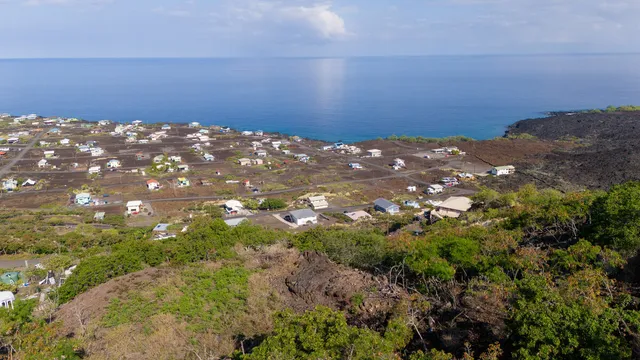 a view of a garden with plants and flowers