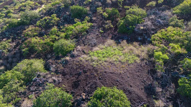 a view of a large yard with lots of plants and trees