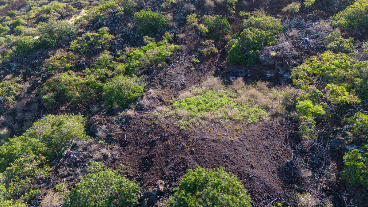 8 Pikake Lane Captain Cook, HI 96704 - Photo 6 of 11 a view of a garden with plants and flowers