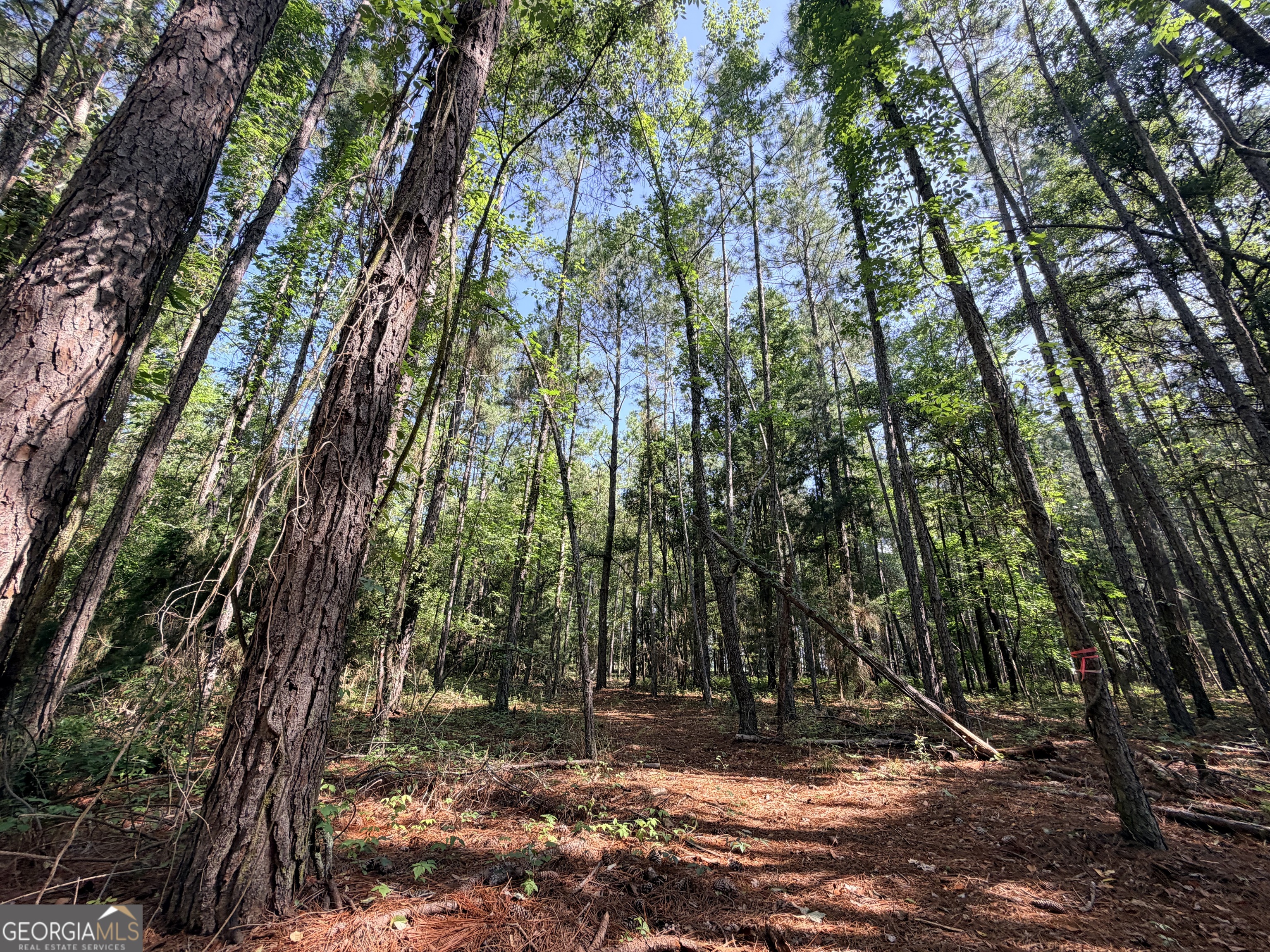 3349 East River Road Bainbridge, GA 39817 - Photo 16 of 18 a view of yard