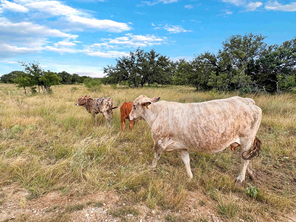 1085 Fallow Road, Unit 32 Christoval, TX 76935 - Photo 24 of 32