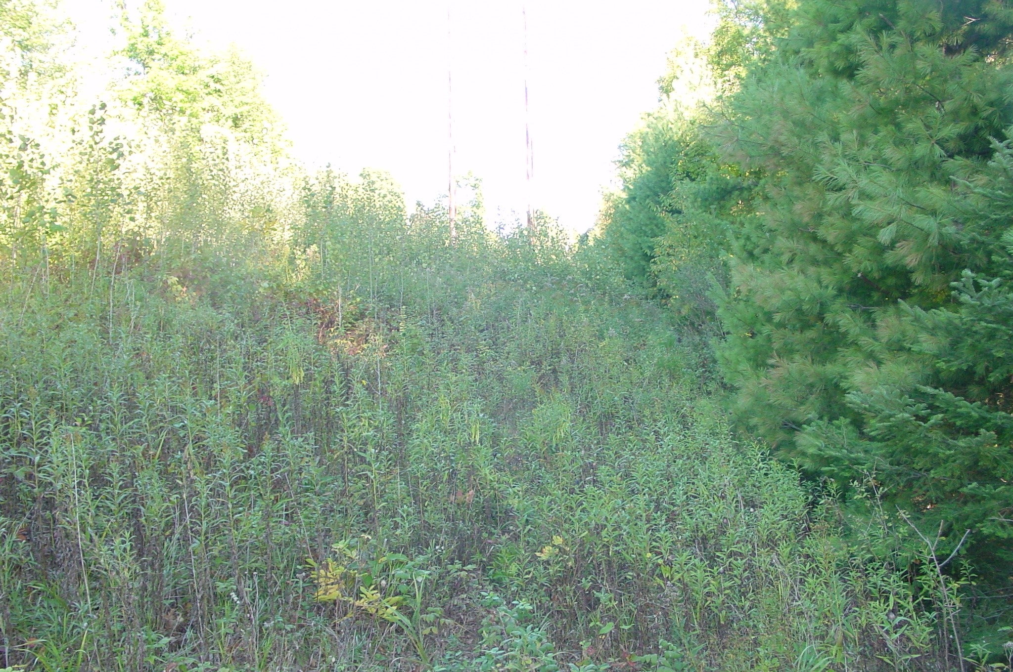 Lot 6 Mae West Road Ladysmith, WI 54848 - Photo 11 of 16 Gallery Image 11