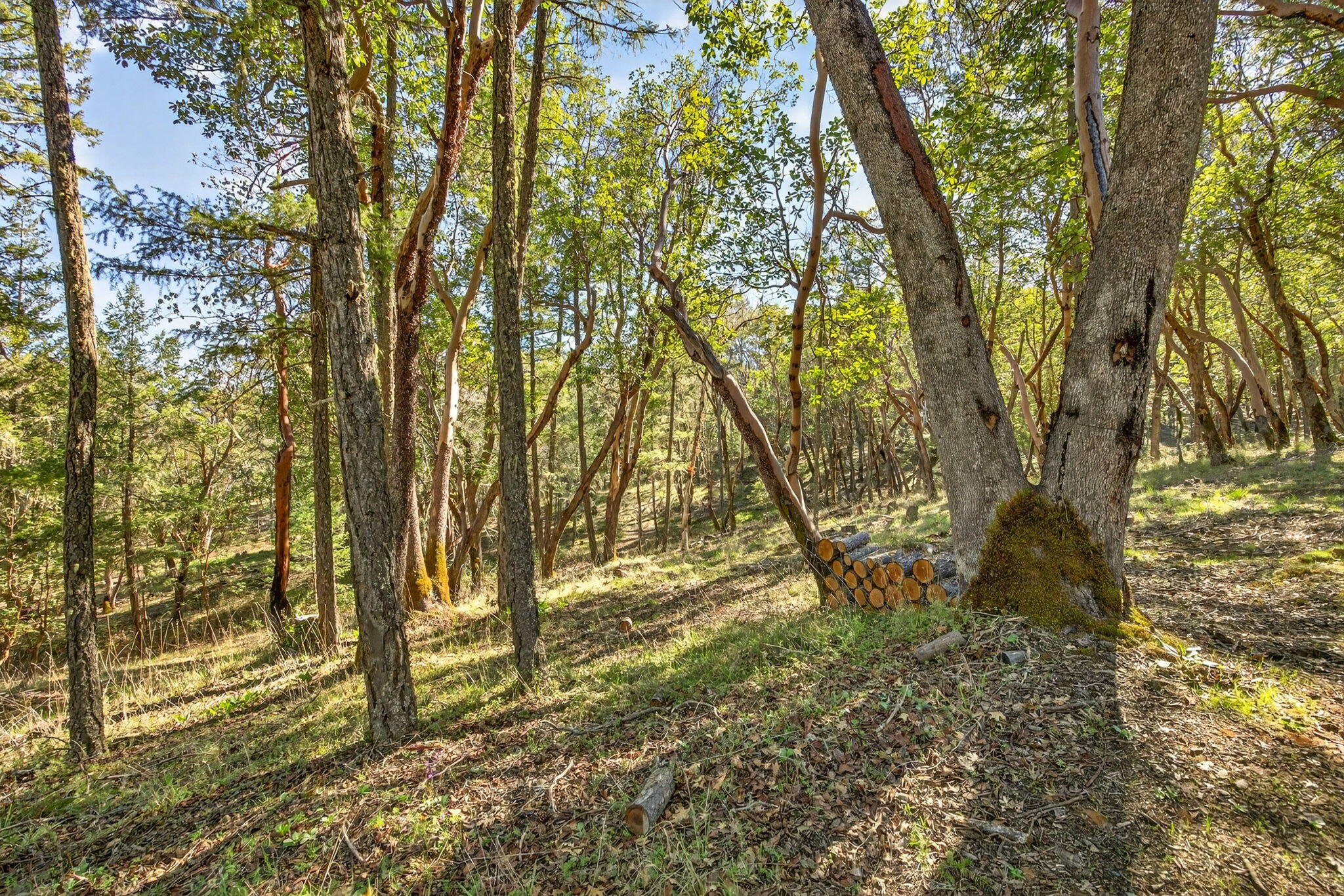 145 Lomas Road Jacksonville, OR 97530 - Photo 72 of 92