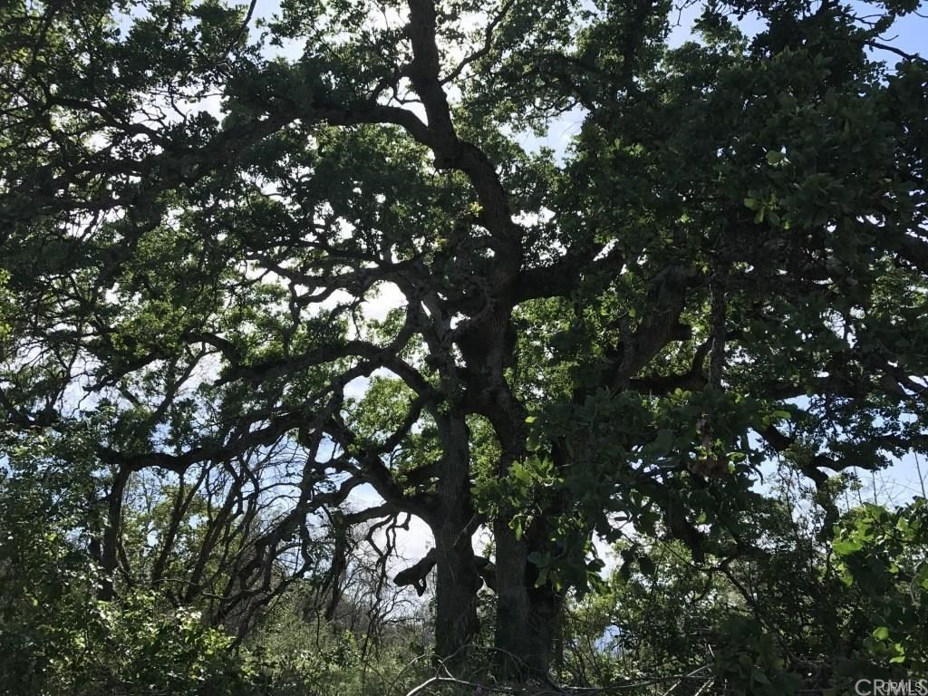 0 6.68 Spring Creek Road Mariposa, CA 95338 - Photo 1 of 1 Gallery Image 1