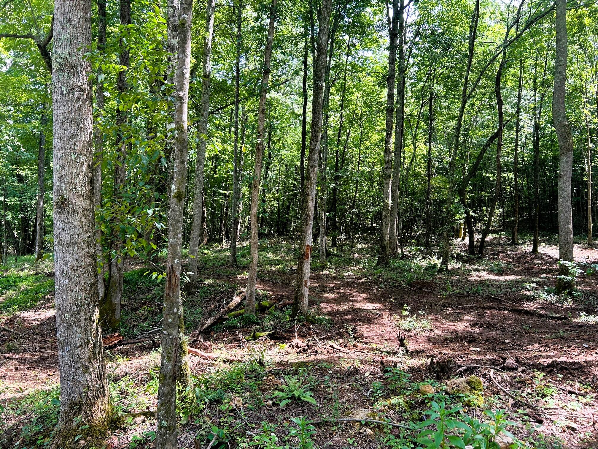 8 Pleasant Hill Road Ten Mile, TN 37880 - Photo 5 of 6 IMG_1451