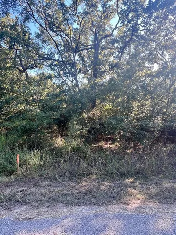 a view of a forest with trees in the background