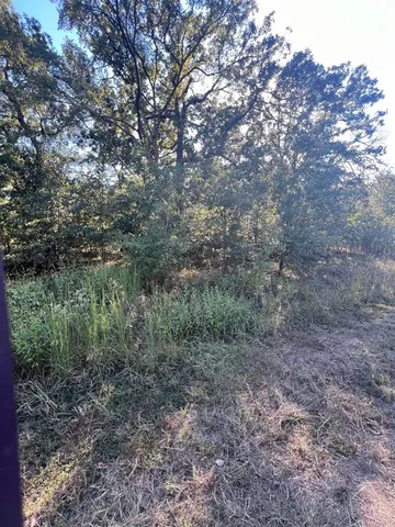 a view of a forest with trees in the background
