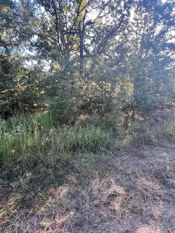 a view of a forest with trees in the background