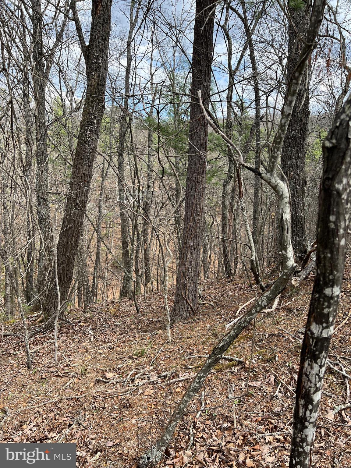 0 Valley View Road Mount Jackson, VA 22842 - Photo 3 of 4