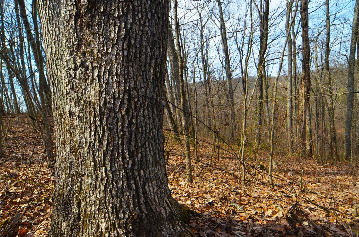 3680 Copper Creek Road Berea, KY 40403 - Photo 12 of 22 Mature boundary trees make it easy to fi