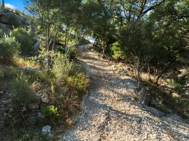 a view of a forest with lots of trees