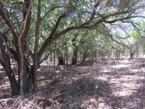 a view of tree