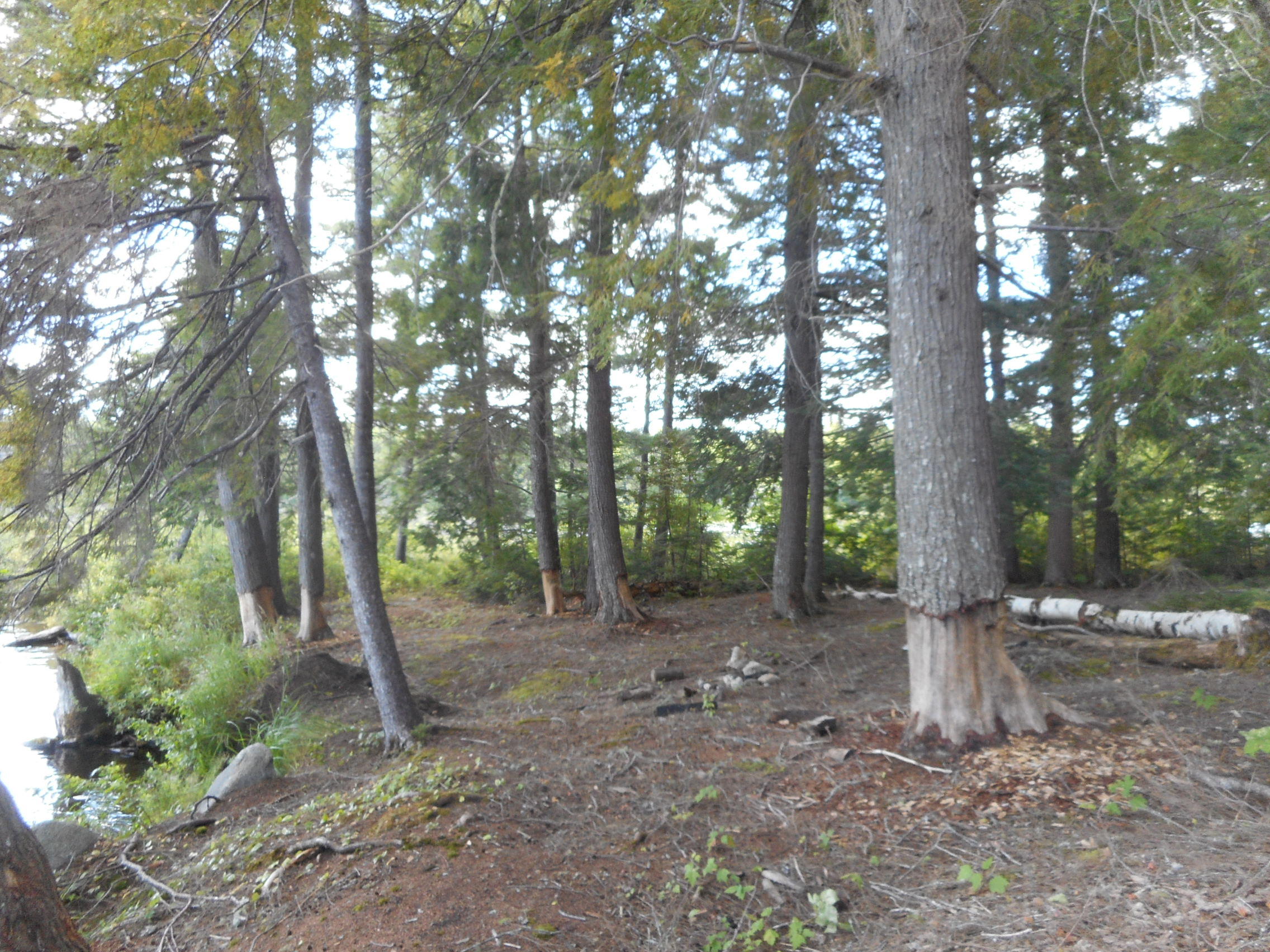 Tbd Tbd Wheeler Road Lincoln, ME 04457 - Photo 7 of 19 DSCN2606