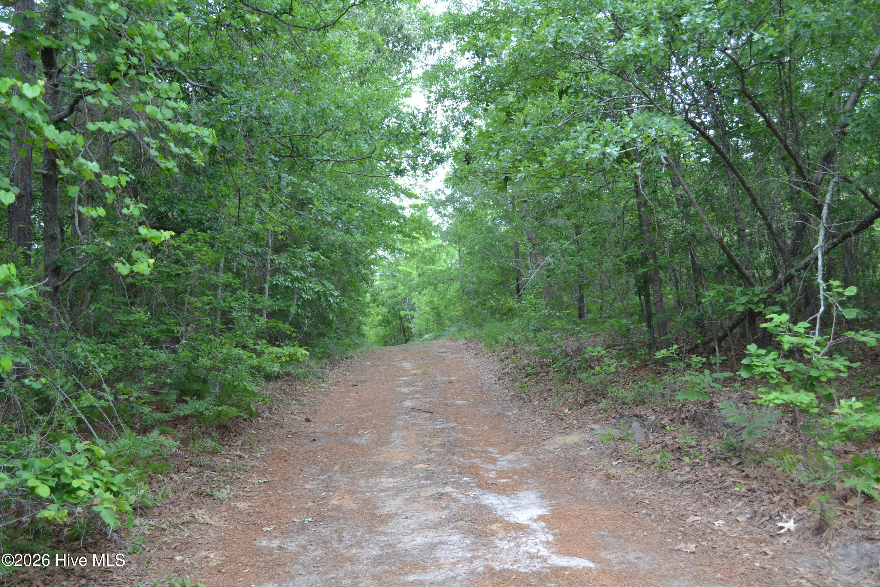 0 Old Barnwell Road Aiken, SC 29803 - Photo 2 of 20 Private, serene drive to property.