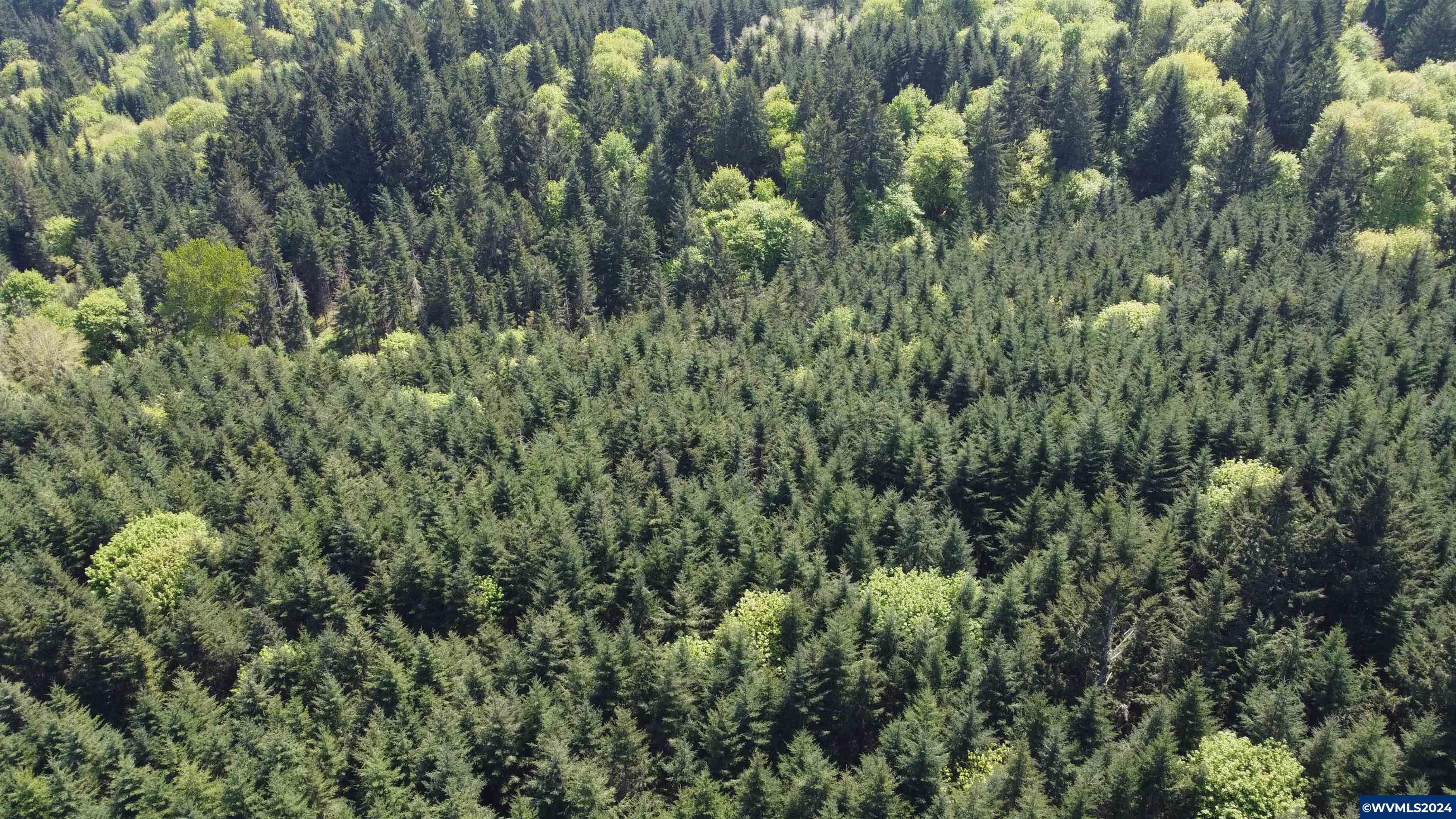 43458 Rogers Mountain Road Scio, OR 97374 - Photo 14 of 19