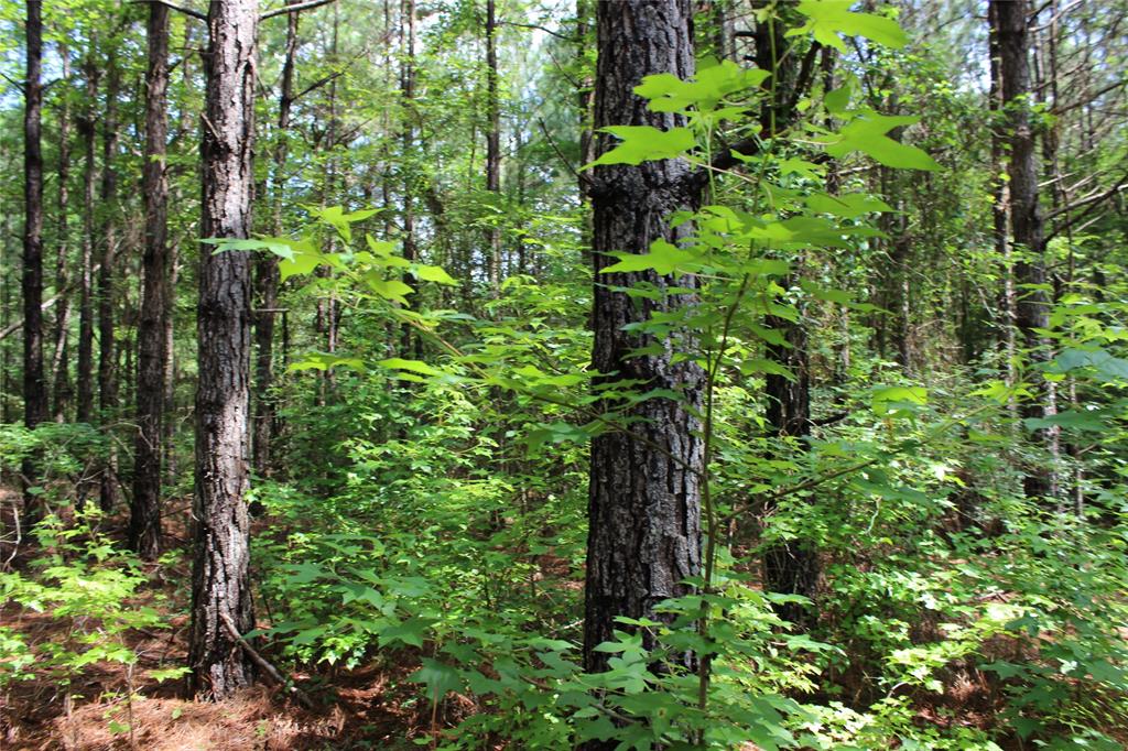 0 Moody Road Minden, LA 71055 - Photo 14 of 40