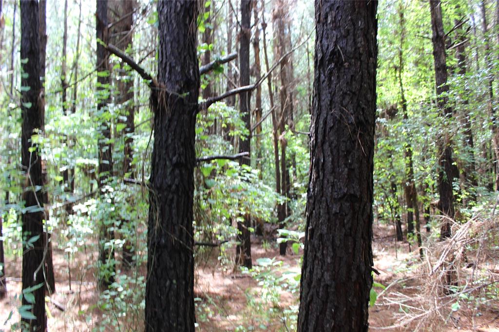 0 Moody Road Minden, LA 71055 - Photo 15 of 40