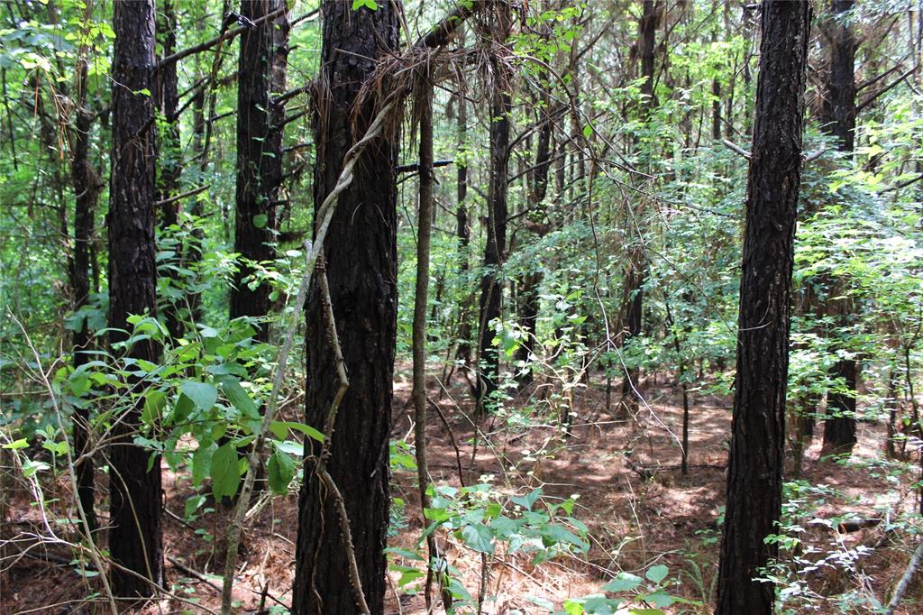 0 Moody Road Minden, LA 71055 - Photo 22 of 40