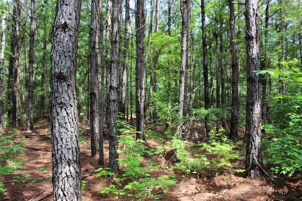 0 Moody Road Minden, LA 71055 - Photo 37 of 40