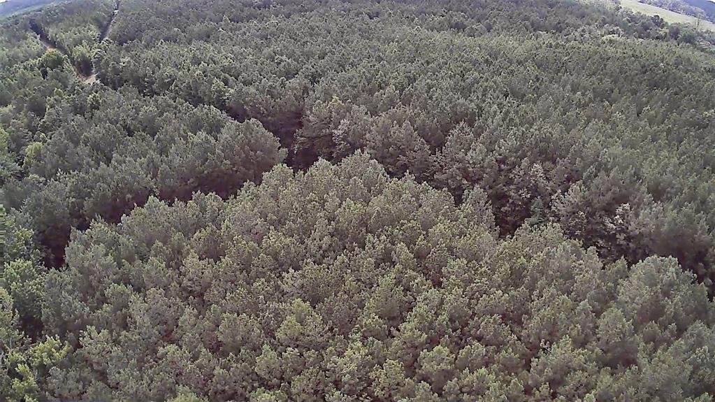 0 Moody Road Minden, LA 71055 - Photo 6 of 40