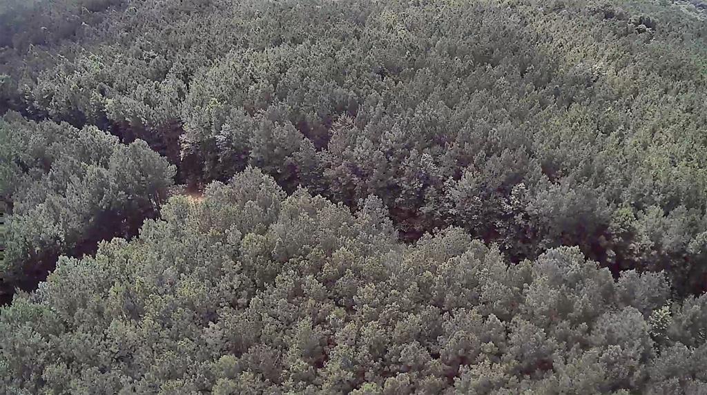 0 Moody Road Minden, LA 71055 - Photo 7 of 40