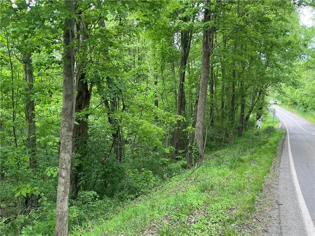 a view of a lush green forest