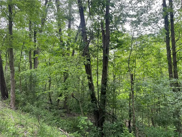 a view of a forest with lots of trees