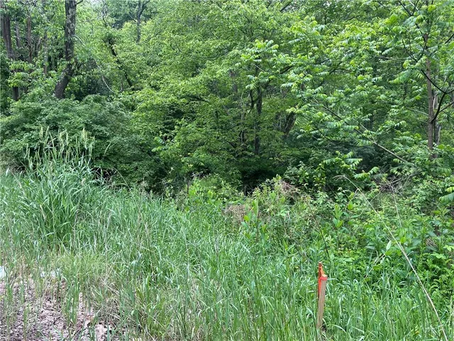 a view of a lush green forest