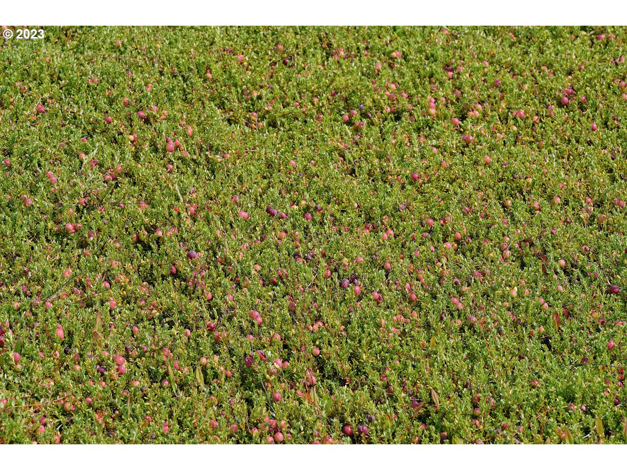 87641 East Beach Loop Lane Bandon, OR 97411 - Photo 11 of 16