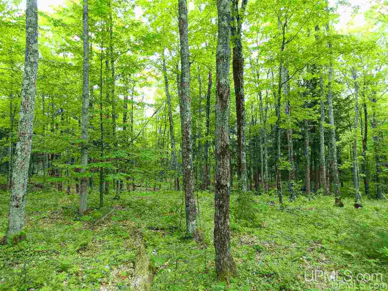 80-acres Dog Patch Road Lanse, MI 49946 - Photo 4 of 50 Gallery Image 4