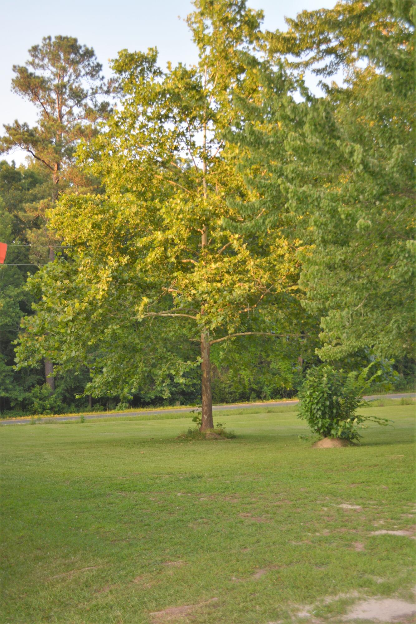 2126 Cedar Grove Road Leesville, SC 29070 - Photo 12 of 74