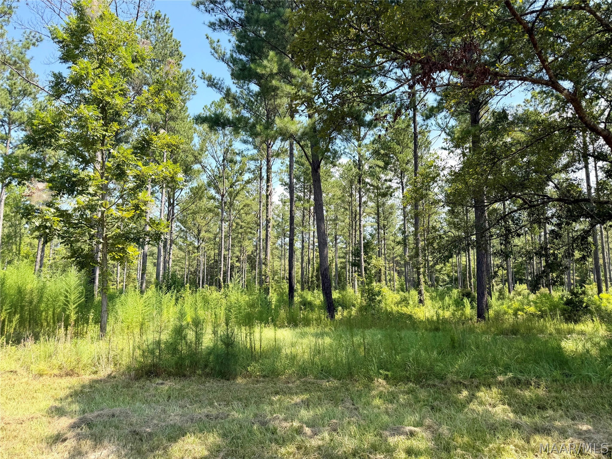 0 County Road 2 Road Hardaway, AL 36039 - Photo 11 of 24 Gallery Image 11
