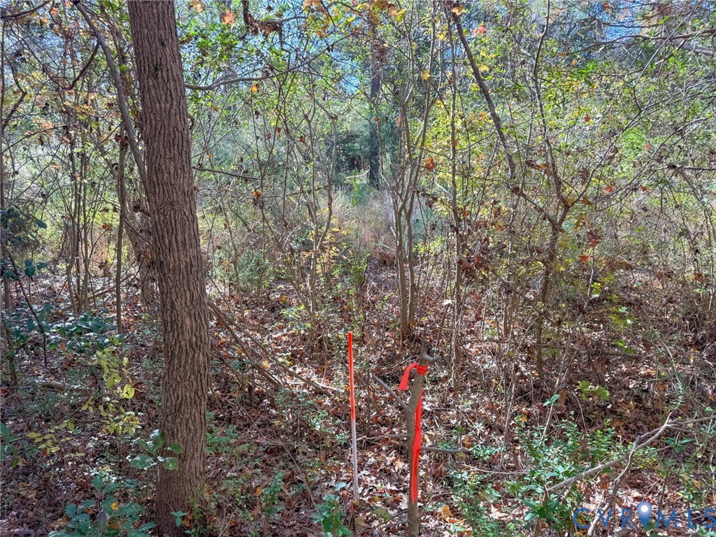 400 Lovely Zion Road Rawlings, VA 23876 - Photo 4 of 6 a picture of tree