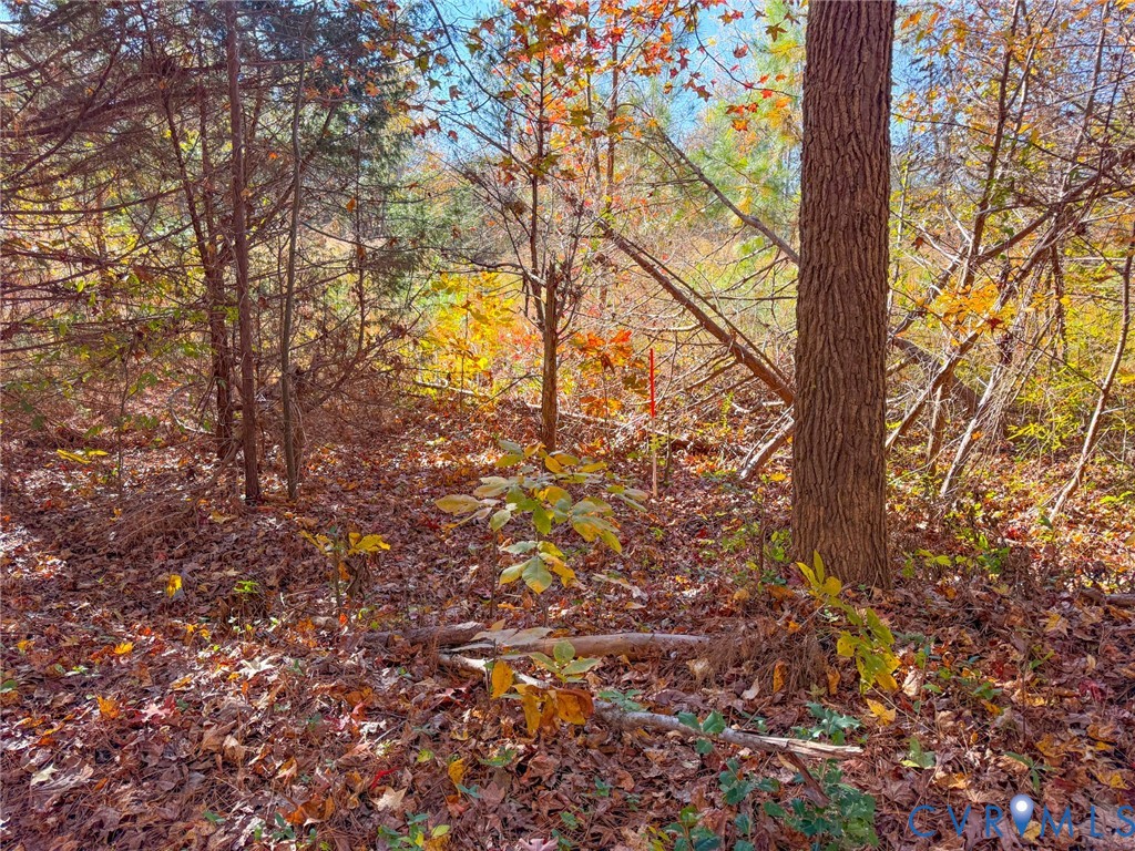 400 Lovely Zion Road Rawlings, VA 23876 - Photo 6 of 6 a view of tree