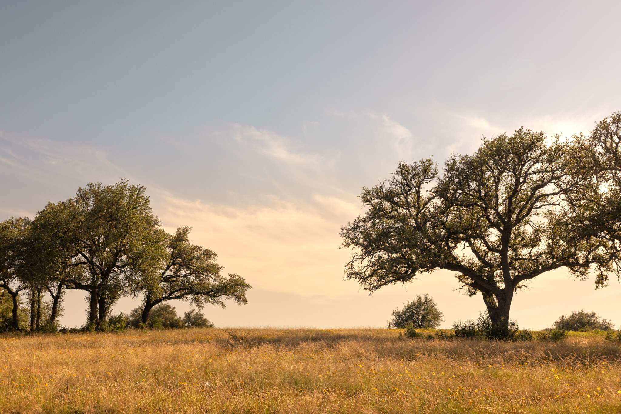 367 Gibson Road Johnson City, TX 78636 - Photo 7 of 11 Golden grasslands meet mature trees, framing a vast, tranquil sky for an idyllic setting.