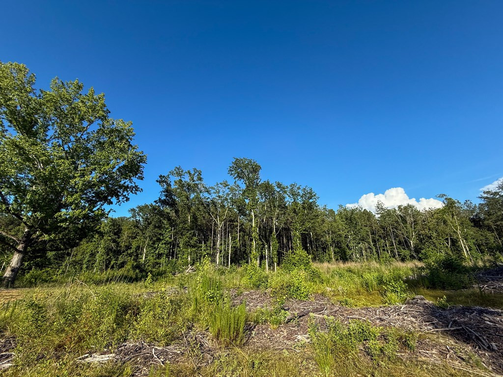 4088 Shell Oil Road Ruth, MS 39662 - Photo 5 of 19 Photo 5