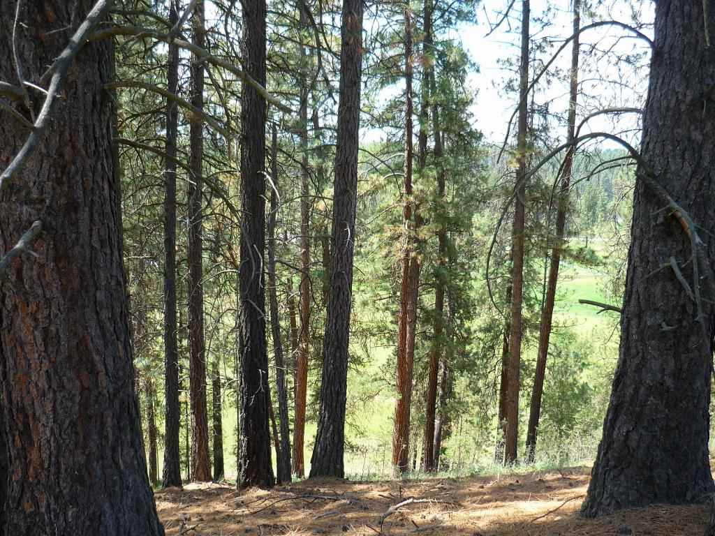 Xxx North Shady Slope Road Spokane, WA 99208 - Photo 9 of 17