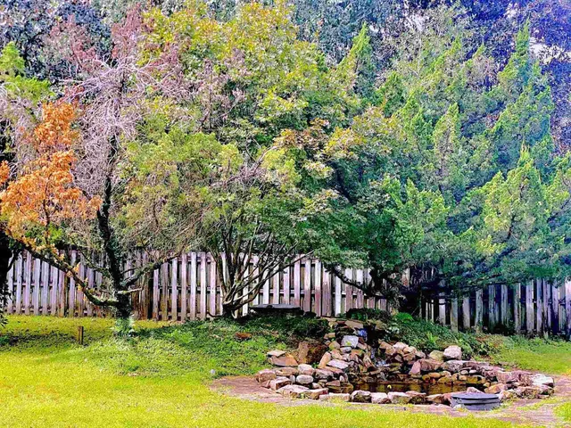 a view of a backyard with plants