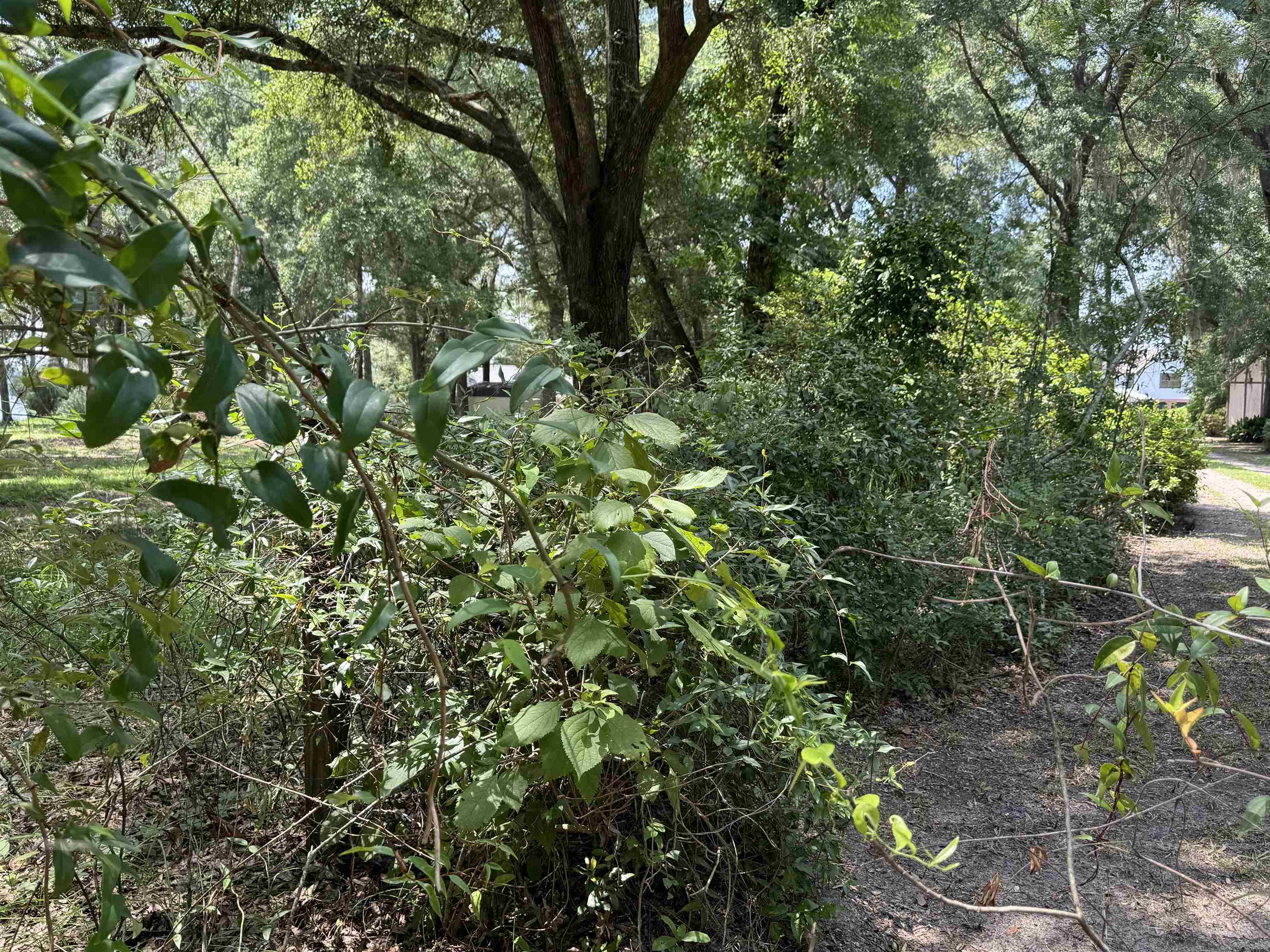 Parramore Shores Road Tallahassee, FL 32310 - Photo 28 of 31