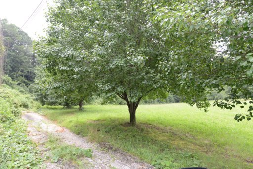 1448 Cranmore Cove Road Dayton, TN 37321 - Photo 5 of 7 Additional Photo
