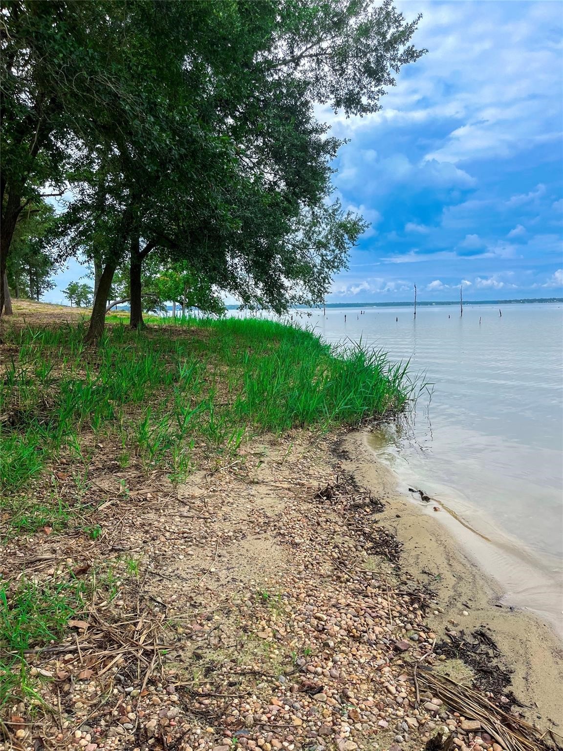 882 Limestone County Road Jewett, TX 75846 - Photo 4 of 7 a view of a yard with a tree
