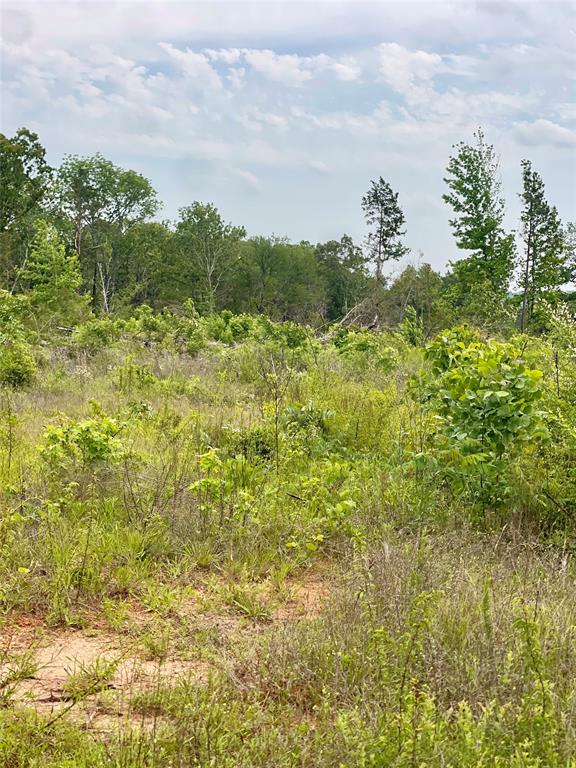 334 & Cr Tyler, TX 75708 - Photo 5 of 12 a view of a bunch of plants and trees in the background