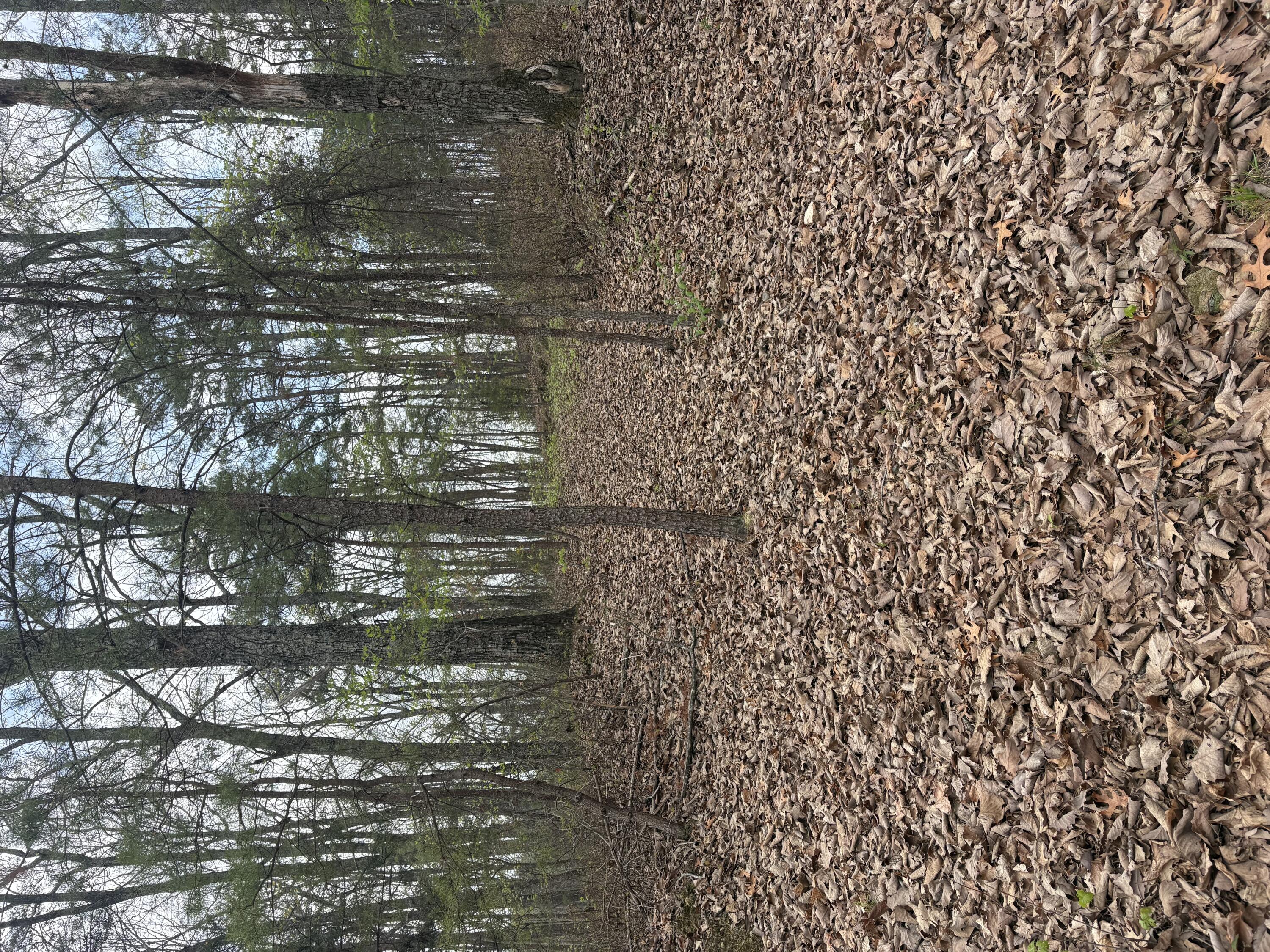 0 Castleberry Road LaFayette, GA 30728 - Photo 11 of 18 IMG_2291