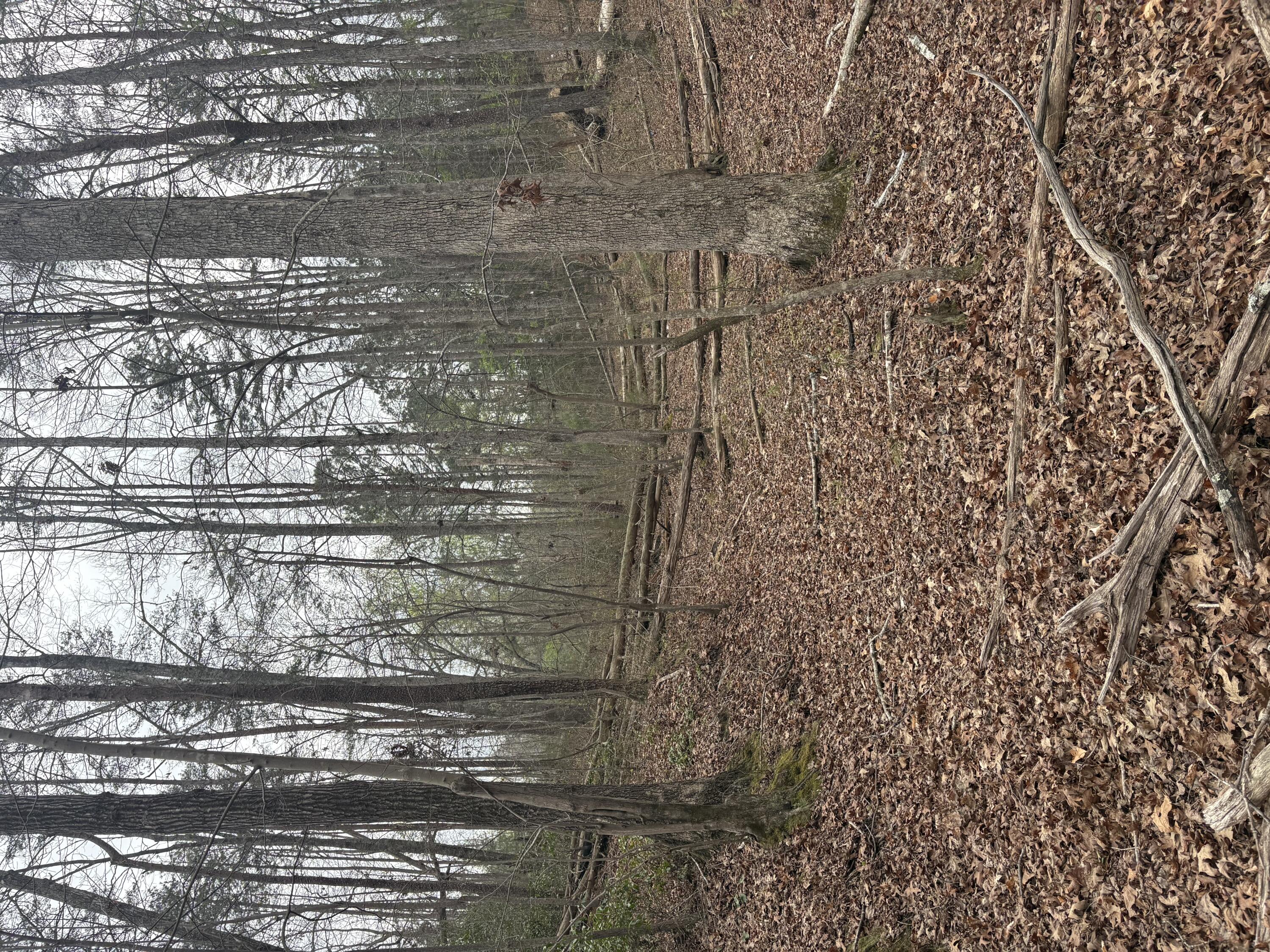 0 Castleberry Road LaFayette, GA 30728 - Photo 12 of 18 IMG_2272