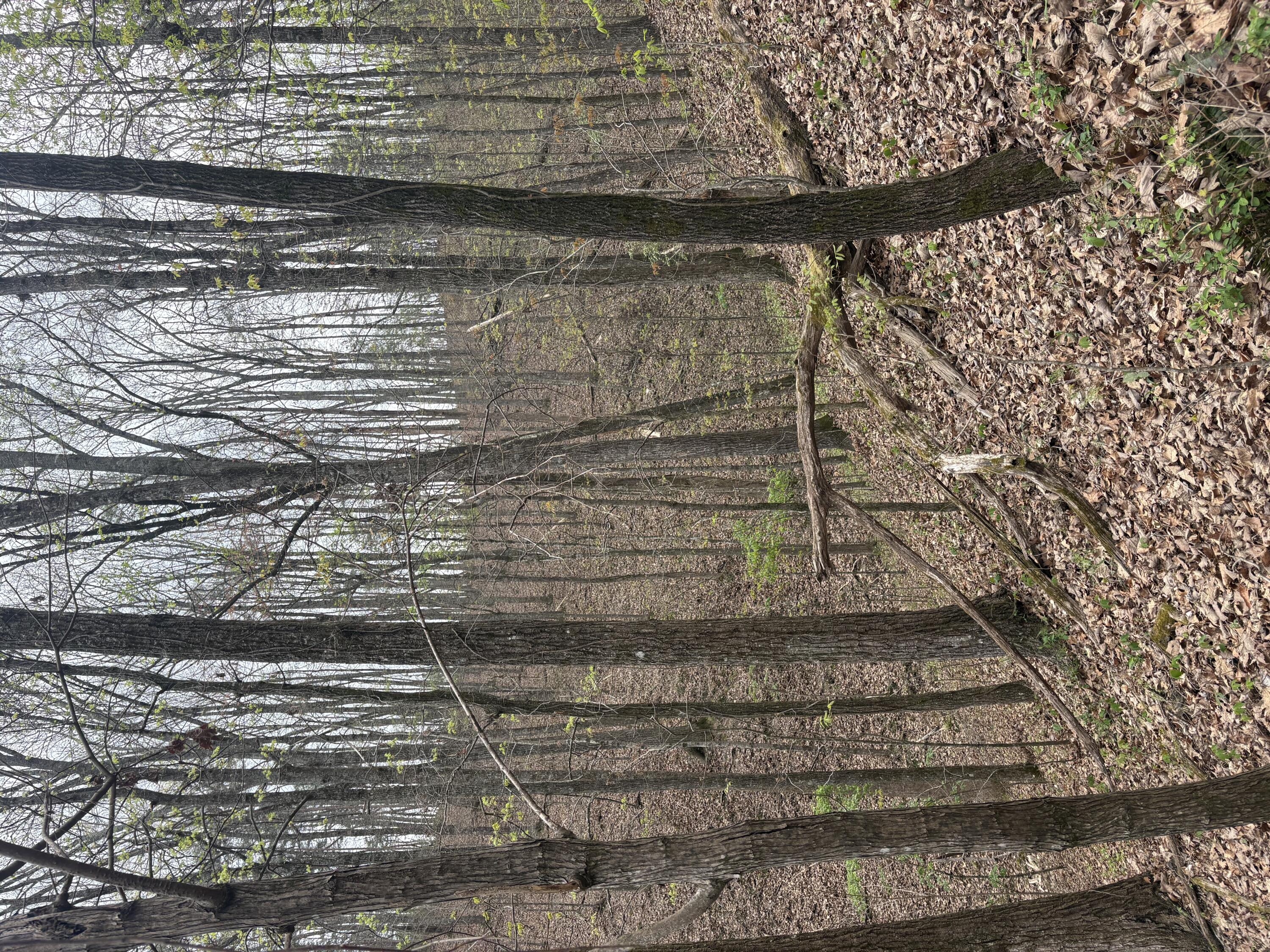 0 Castleberry Road LaFayette, GA 30728 - Photo 13 of 18 IMG_2285