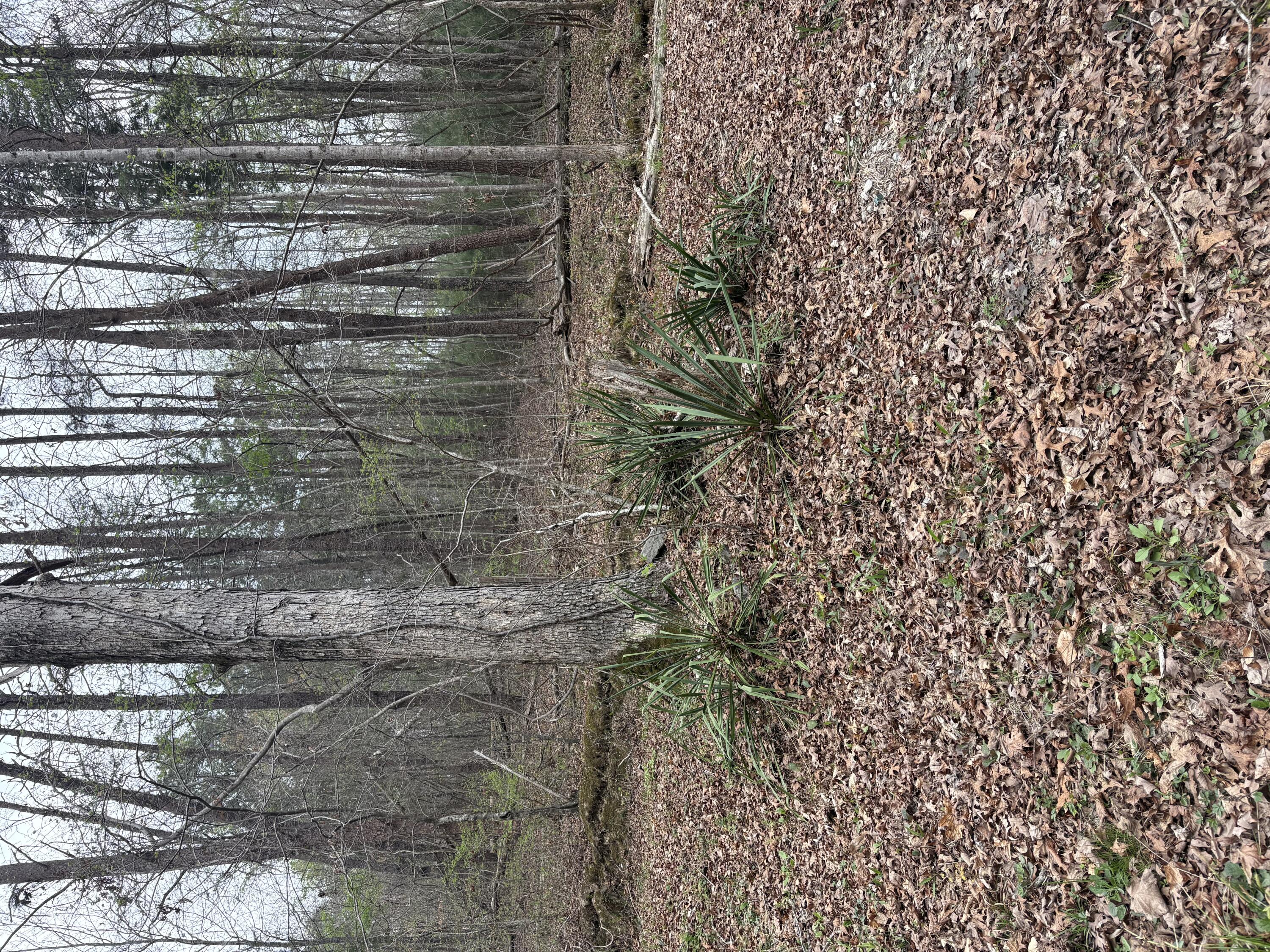 0 Castleberry Road LaFayette, GA 30728 - Photo 16 of 18 IMG_2264