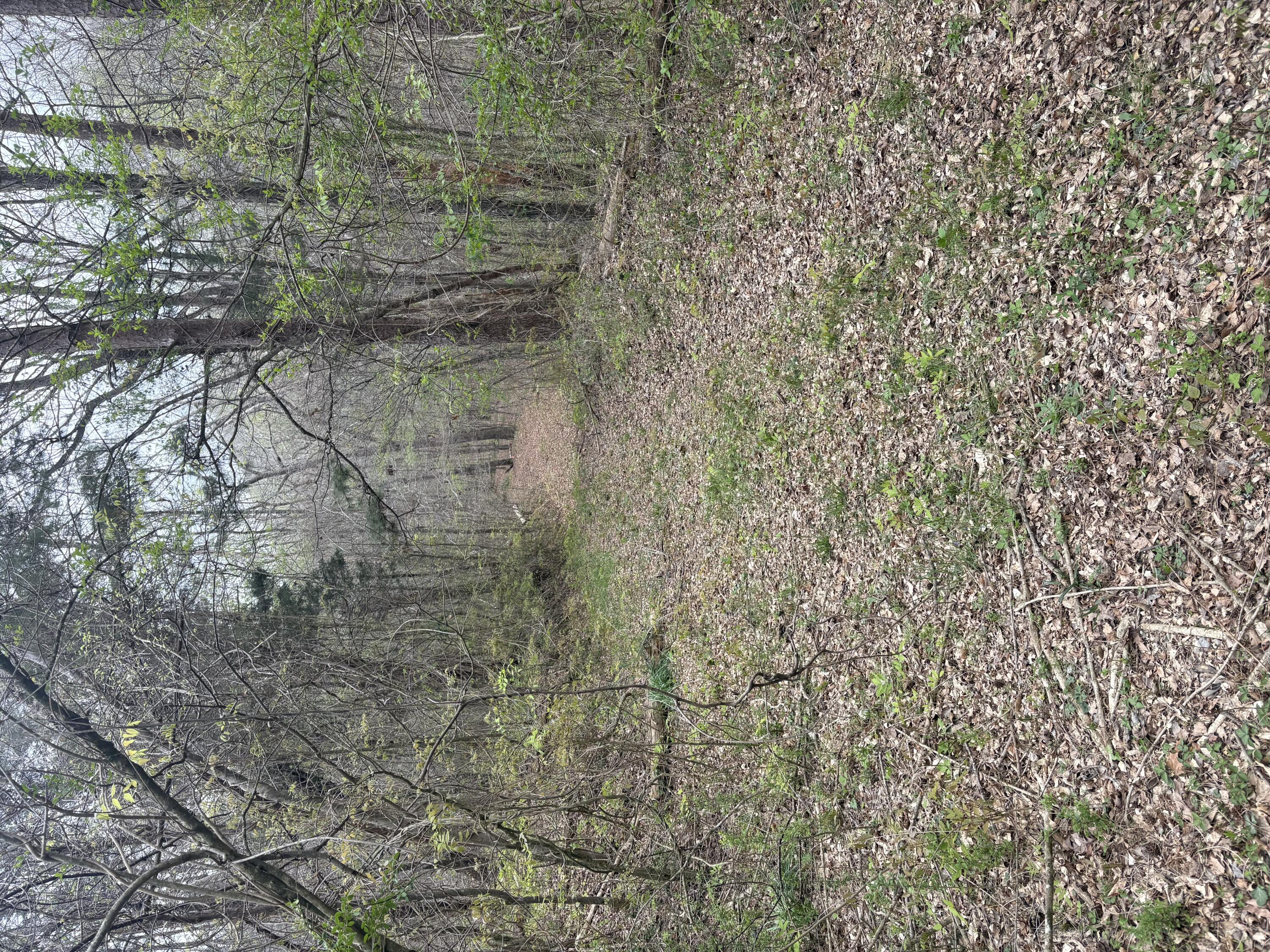 0 Castleberry Road LaFayette, GA 30728 - Photo 17 of 18 IMG_2282