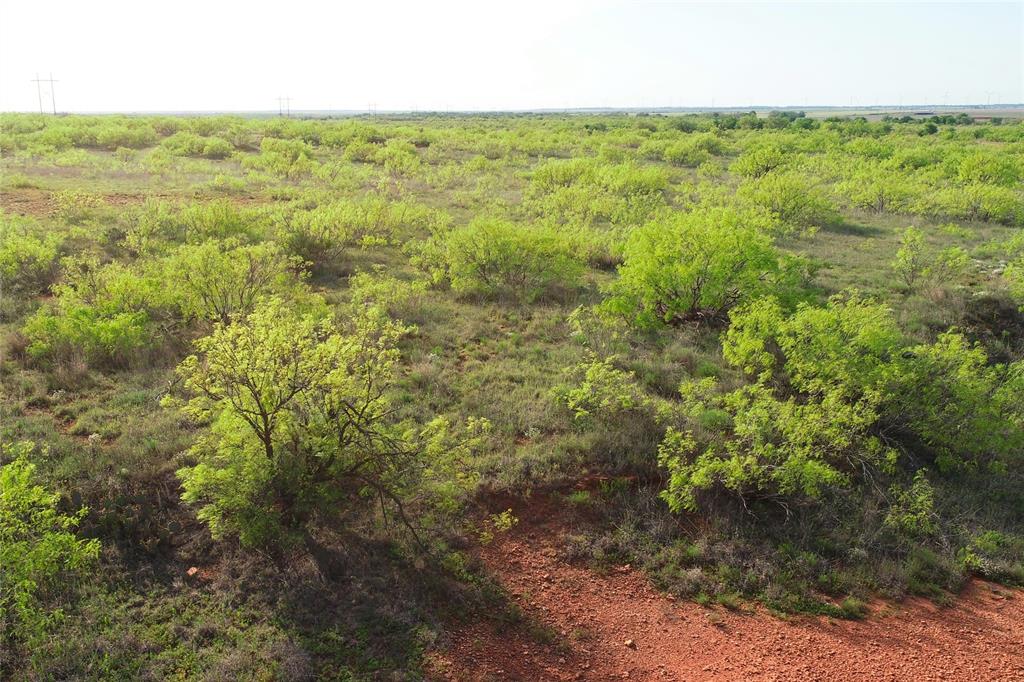 11811 County Road 97 North Vernon, TX 76384 - Photo 13 of 16 a view of a green field with lots of bushes